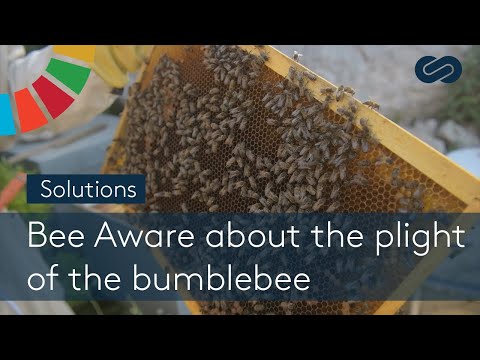 Bee Aware about the plight of the bumblebee - SOLUTIONS