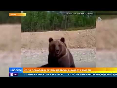 Медведи выходят на дороги из-за пожаров в Якутии