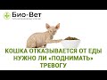 Кошка отказывается от еды 🐱/ Причины и Что делать / Сеть Ветклиник Био-Вет