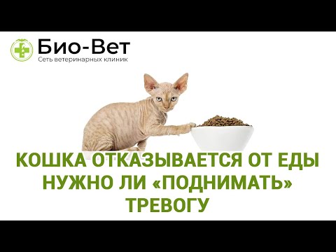 Кошка отказывается от еды &#55357;&#56369;/ Причины и Что делать / Сеть Ветклиник Био-Вет