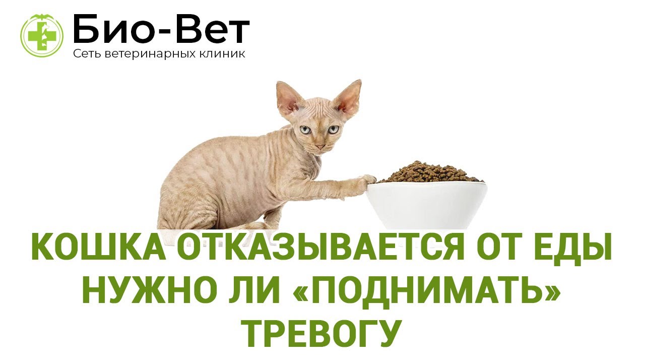 Кошка отказывается кормить