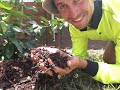 Protect your Mulch from your Chickens!