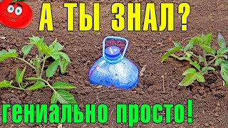 КАПЕЛЬНЫЙ ПОЛИВ БУТЫЛКАМИ! Бесплатное капельное орошение! Plastic Bottle Drip Irrigation System!