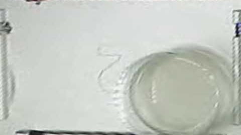 Green Quorum - Directed Evolution - Exp4 bay2 timelapse