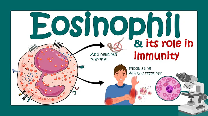 Eosinophils| Eosinophil and its role in immunity | What causes high eosinophil? | Eosinophilia
