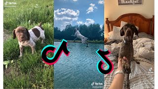 Cutest German Shorthaired Pointer Funny and Cute German Pointers Puppies and Dogs Videos