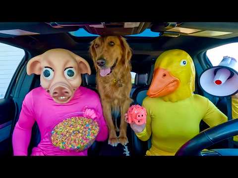 Rubber Ducky Surprises Pig, Police & Puppy in Car Ride Chase