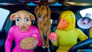 Rubber Ducky Surprises Pig, Police & Puppy in Car Ride Chase