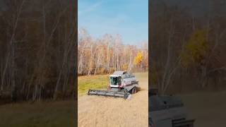 Уборка зерновых 2023🚜🌾 Комбайн Вектор-410