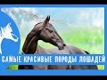 Самые красивые породы лошадей . Часть 1