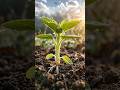 Grow sunflower from seed #foryou #viral #viralvideo #shorts #sunflower