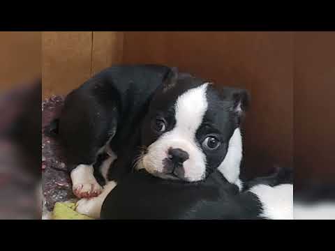 Video: Entrenamiento de la casa de Boston Terrier