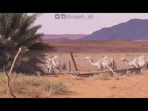 ياللي تسوم الوضح ماهي للبيع