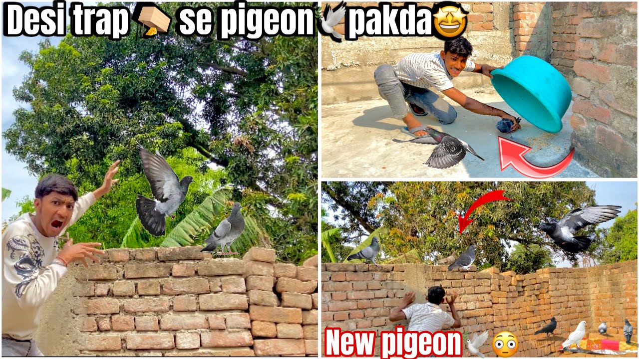 Desi trap 🪤 se new green pigeon🕊️pakda !! Kabutar pakda 😳 ! #petsvlog #familyvlog #vlog