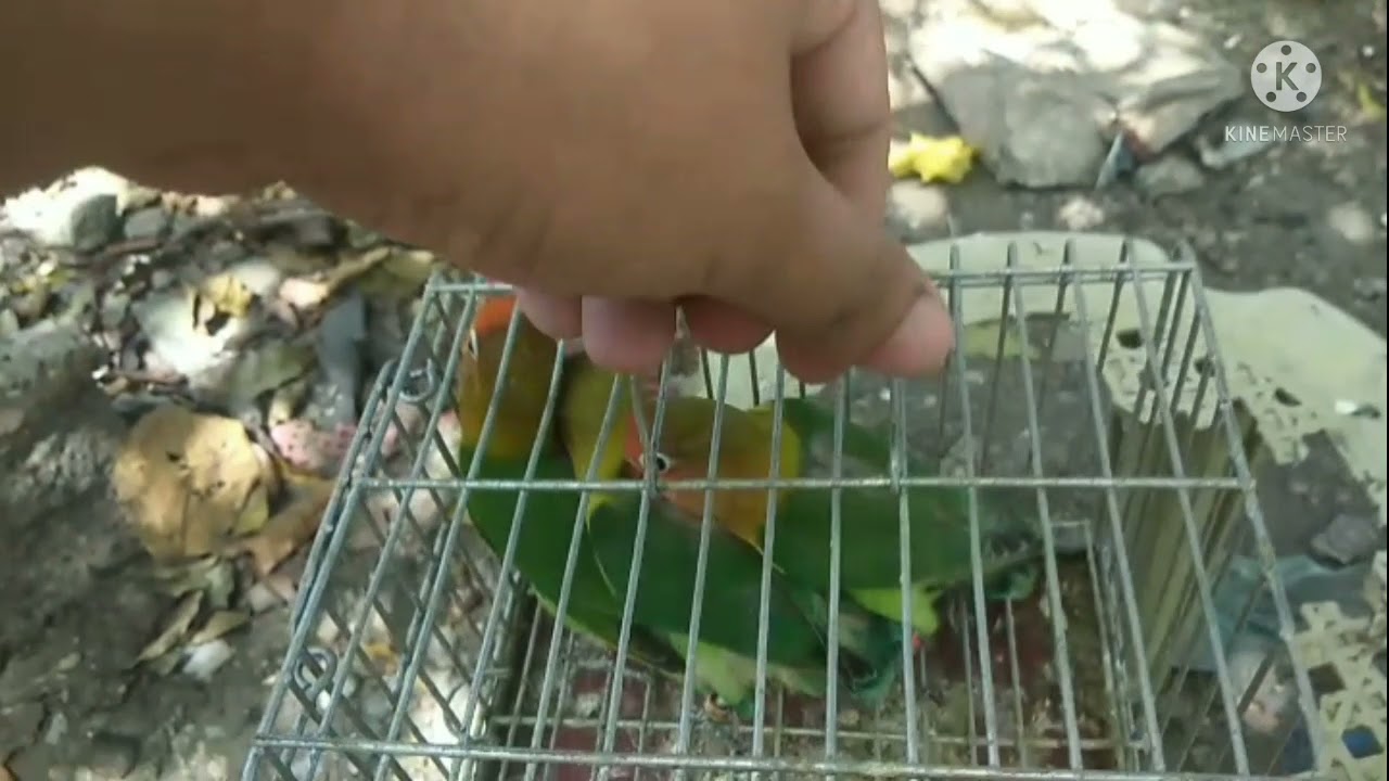 Split Ino / No visual Lutino / Parents : Blue fischer x Lutino (cock) / Vlog ni Pedro