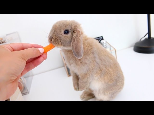 Meet Marshmallow My Adorable Holland Lop Bunny