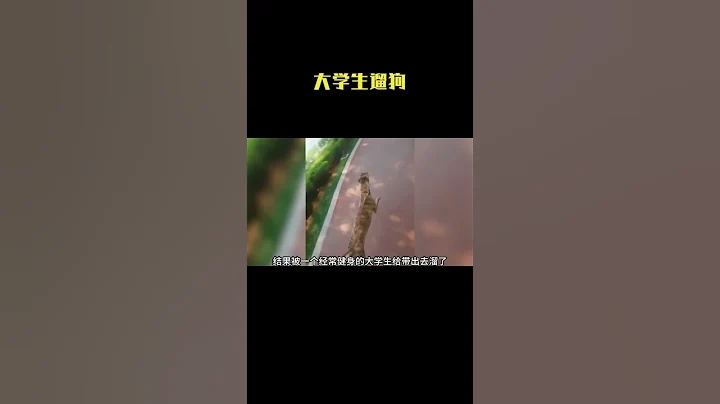 当代大学生帮人遛狗，不仅不要钱还抵押学生证给狗主人！ #大学生遛狗 #整活 #搞笑 - 天天要闻