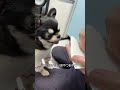 みなさんのワンちゃんはどう？笑　※のぶちゃん少しお腹がゆるくなっただけです！ #チワワ