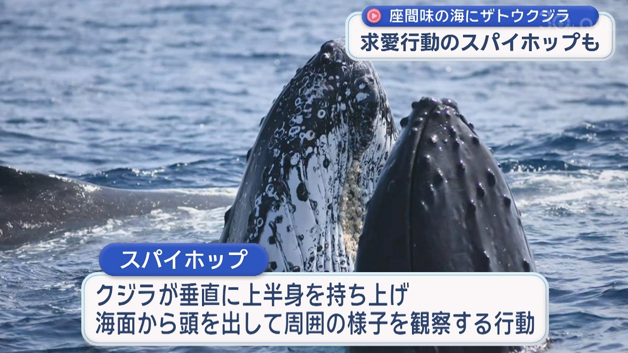 座間味沖でザトウクジラの貴重な共演 - YouTube