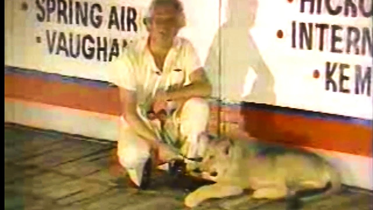 does-the-jingle-the-end-save-this-ad-or-the-big-cat-american