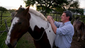 ¿Puede un caballo llevar a un jinete de 90 kilos?