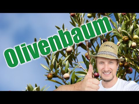 Video: Obstlose Olivenbaumpflege – Erfahren Sie mehr über den Anbau von fruchtlosen Olivenbäumen