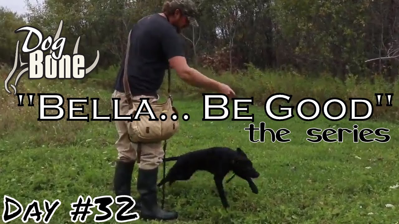 "Bella... Be Good" Training a Gun Dog Puppy Series Ep 32 YouTube