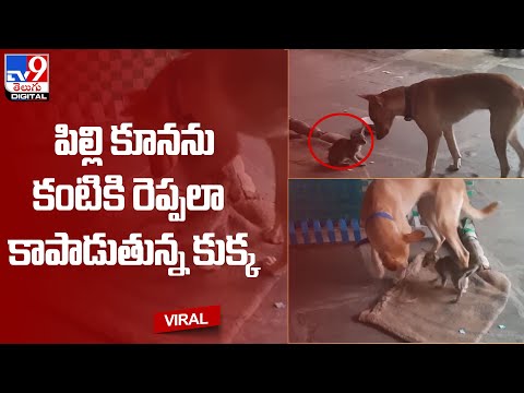 Viral :పిల్లి కూనను కంటికి రెప్పలా కాపాడుతున్న కుక్క @TV9 Telugu Digital