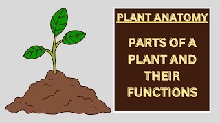 Plant Anatomy: Parts of a Plant and their Functions | Plant Parts | Plant Functions| Biology #plants