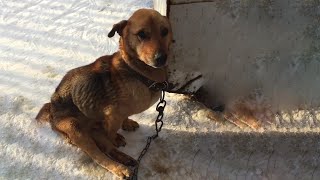 He Was Chained And Abandoned In The Dumpster, His Body Frozen, Almost Desperate