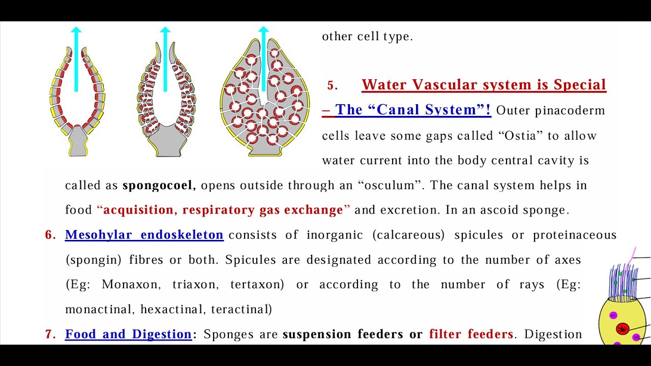 Canal System in Sponges YouTube LIVE class