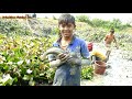 Fish Catching Hand। Amazing Hand Big Fishing ! Catch A Lot of Fish in Mud Water