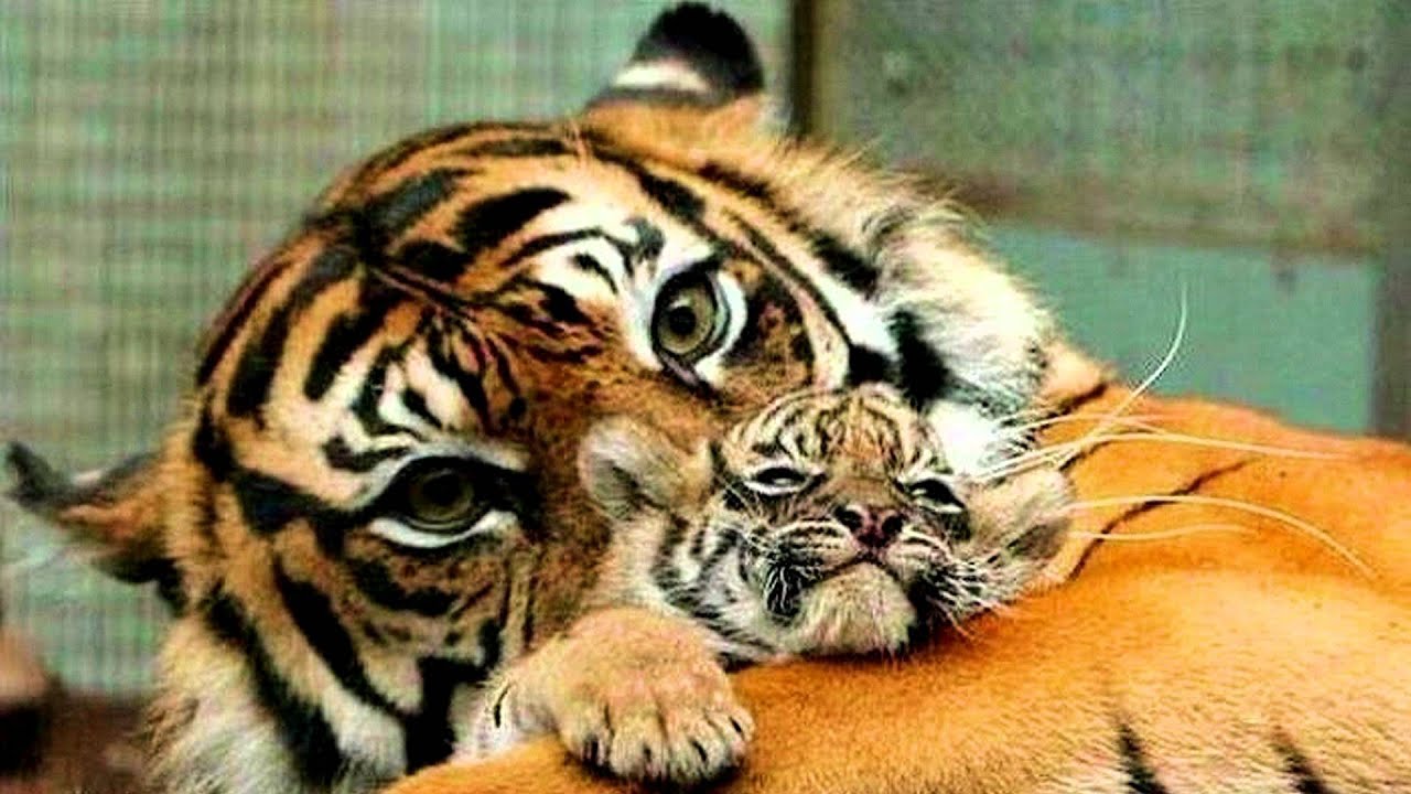  Before You Call Someone An Animal YouTube