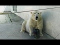 Terpey the Polar Bear feels it's too hot to play with a toy, at Rostov-on-Don Zoo, Russia