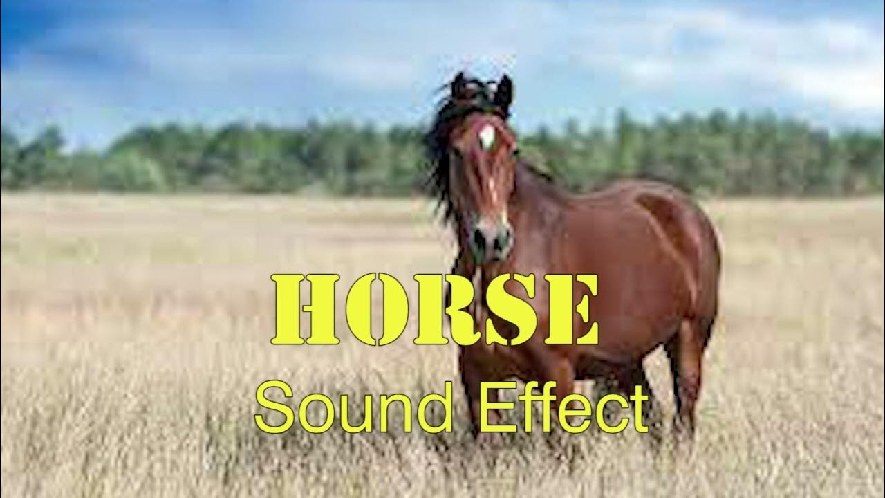 Horse Sound Effect NO COPYRIGHT YouTube