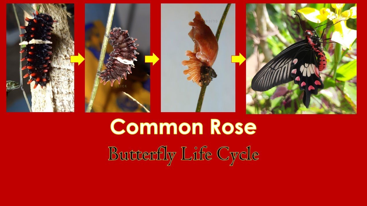Common Rose Butterfly Life Cycle | Pachliopta aristolochiae