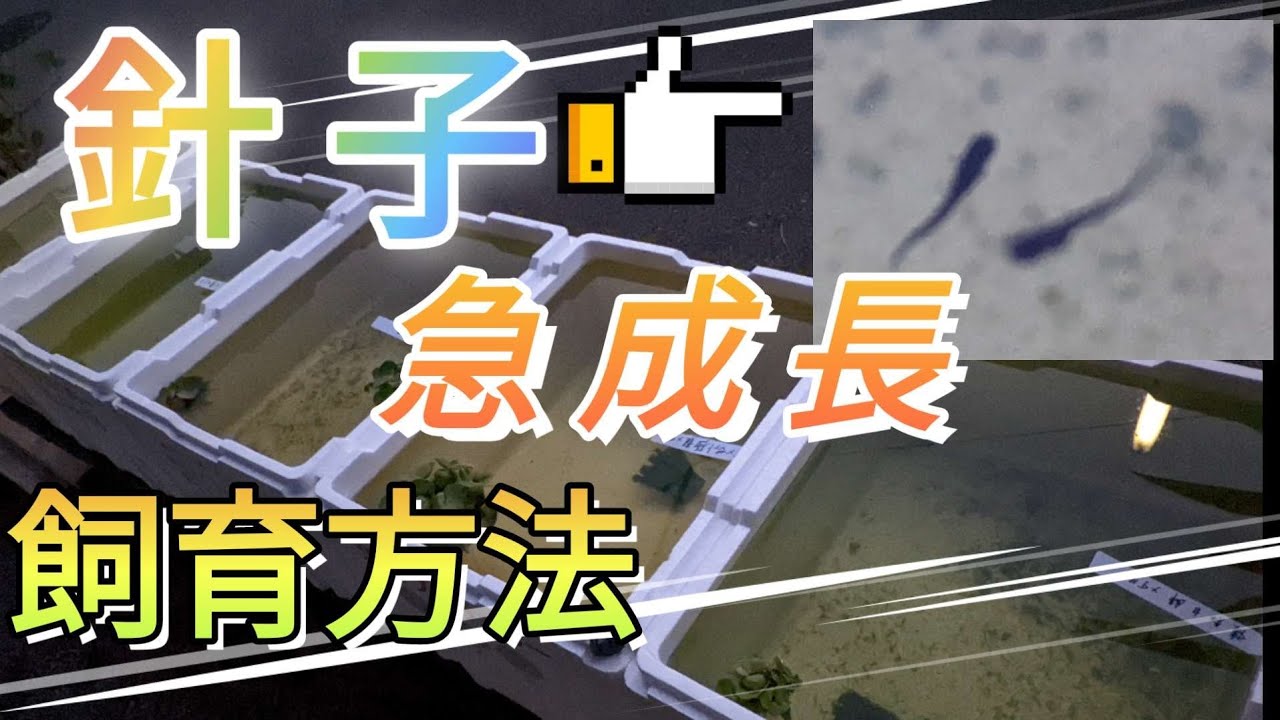 「メダカ針子」正しく育て急成長😁2ヶ月で成魚‼️