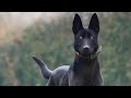 Alsatian Bhagyari Dog Full Security Gurd Youtubeshorts Dog Video 