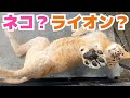 こんなライオン見たことある？