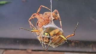 Brutal Spider Attack With Music