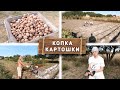 Копка картофеля мотоблоком / культиватором