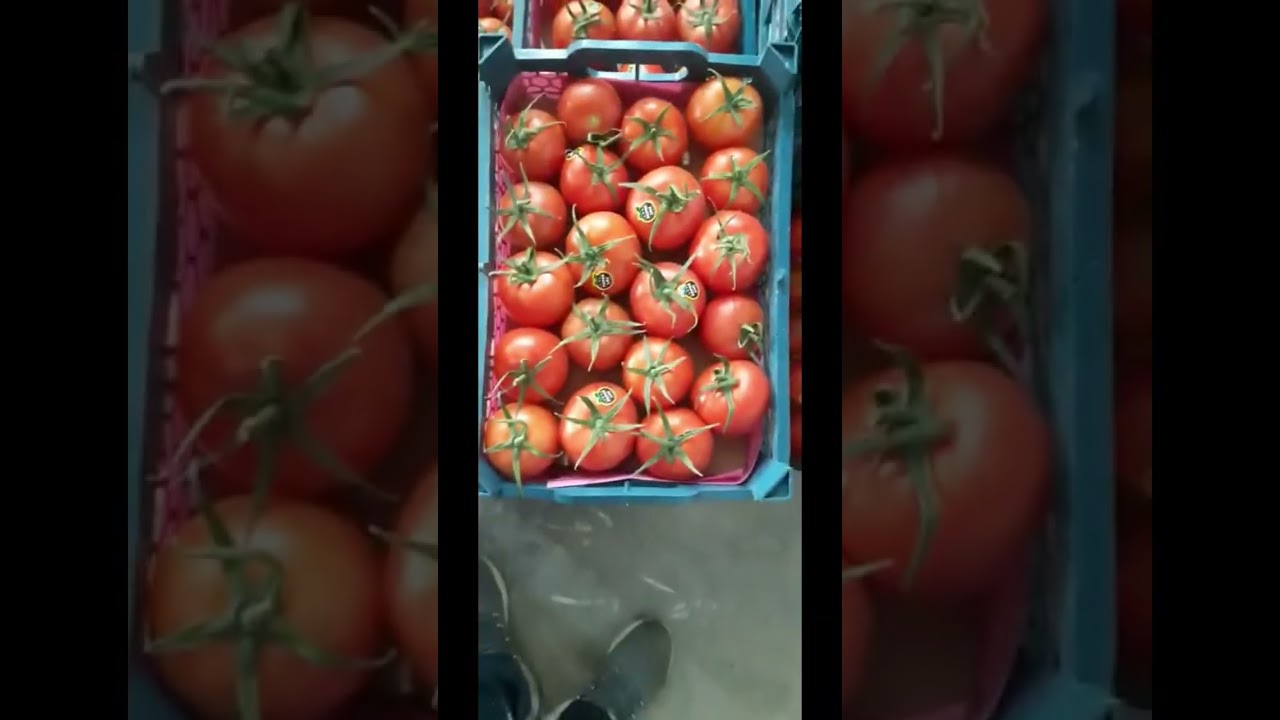 Best tomato 🍅 export Dubai today          what’s up.  00989377974700