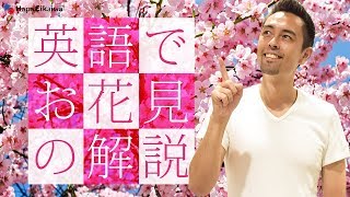 日本の美しい文化「お花見」を英語で説明しよう【#193】