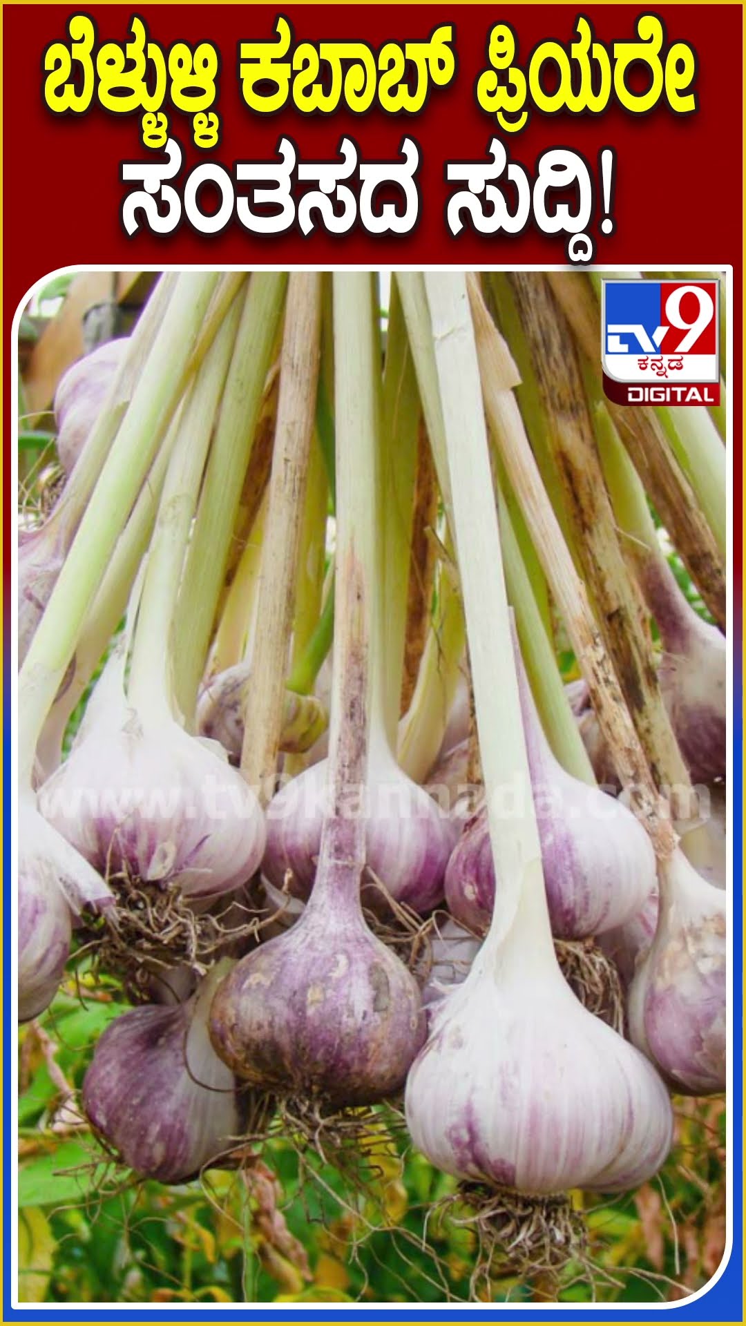 ವರ್ಷದ ಬಳಿಕ ಹೆಣ್ಣುಮಕ್ಕಳಿಗೆ ಗುಡ್​ನ್ಯೂಸ್.. ಇಳಿಕೆಯಾಯ್ತು ಬೆಳ್ಳುಳ್ಳಿ ರೇಟ್!| #TV9D