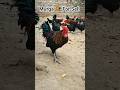 Desi Murga sell 🐓 #ytshorts #youtubeshorts #shortvideo #viral #song #assel #hen