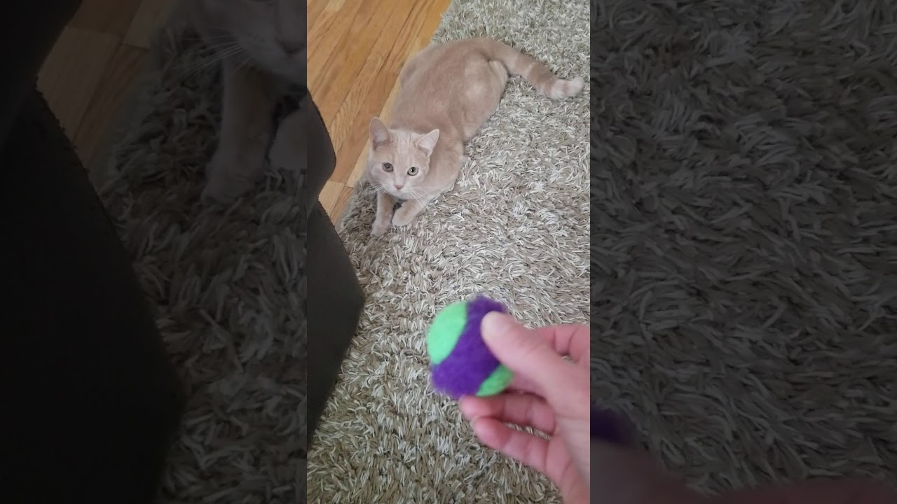 Cat acts like a dog! YouTube