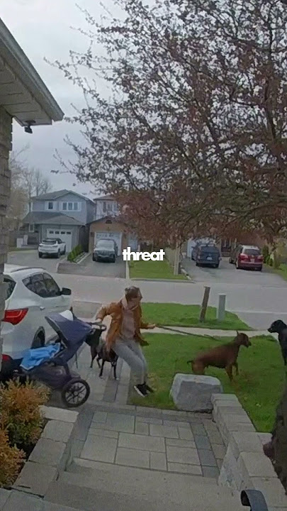 Doberman Saves A Baby! (🎥 dexterthedobie3)