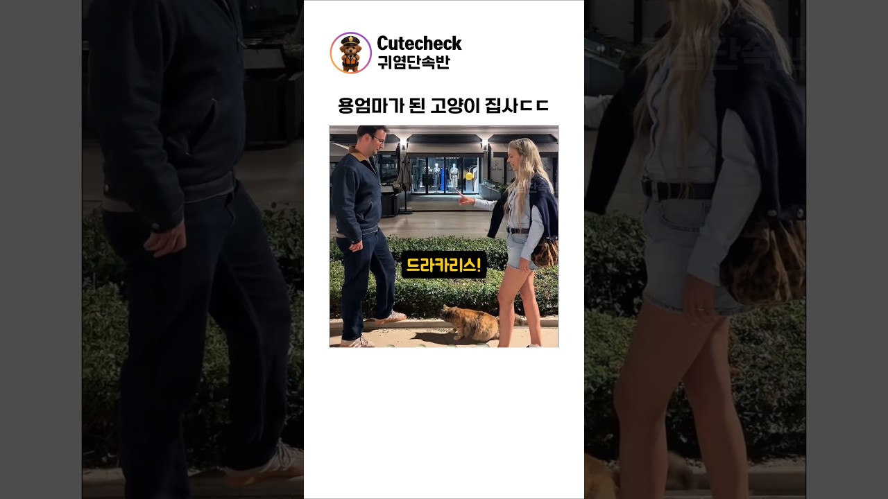용엄마가 된 고양이 집사ㄷㄷ