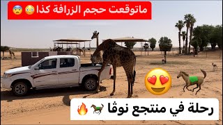 ركبنا خيل🐎🐎 في منتجع كله حيوانات(زراف+ غزلان +نعام)😍😍🔥🔥🔥