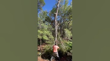 Natural Crotch Rigging 🔥Going old school 🔥